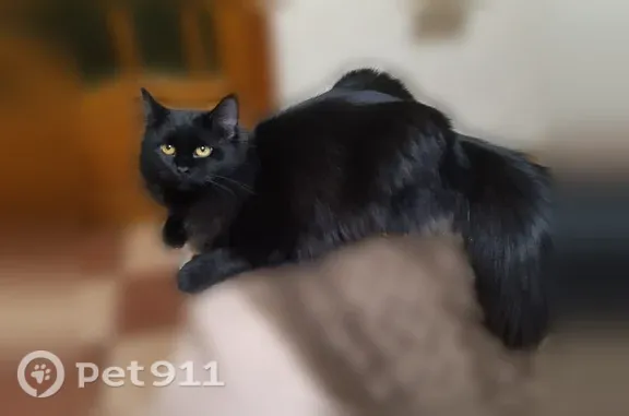 Пропала кошка, Поселок Юбилейный, д. 6, Юбилейный — черная пушистая, стерилизована - photo