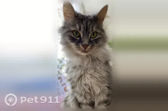 Кошки потеряшки, Уфа, фото: Потеряшка кошка, Уфа, Георгия Мушникова — гуляет возле тёплого озера