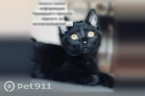 Пропала кошка, Междуреченск, Октябрьская, д. 31 — полностью чёрная, сбежал с окна с первого этажа - photo