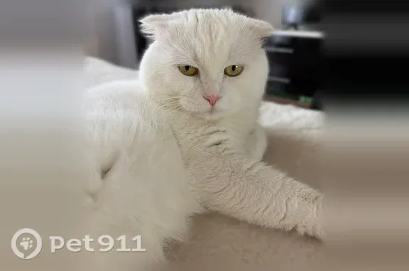 Пропала кошка, Деревня Коржавино, Рублевая, Коржавино — белый - photo