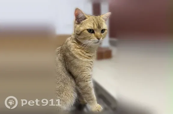 Пропала кошка, Грозный, Можайский — порода золотая шиншилла, сломанный хвостик - photo