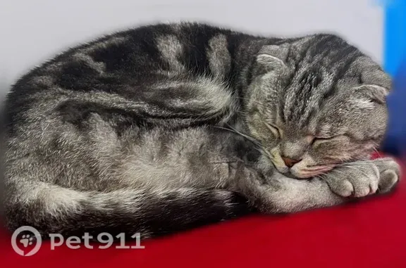Найдена кошка, Чебоксары, фото: Найдена кошка, Эгерский, Чебоксары