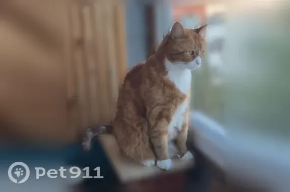 Кошки потеряшки, Гатчина, фото: Потеряшка кошка, Гатчина, Рощинская, д. 2б — рыжий кот с белой грудкой и белыми лапками, откликается на Шафрана