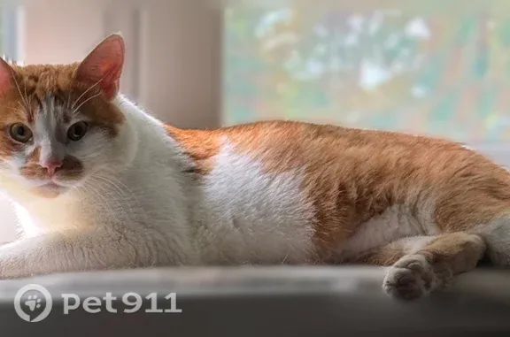 Найдена кошка, Москва, фото: Найдена кошка, Москва, Чертановская, д. 41 2 — бело-рыжая, крупная, ласковая