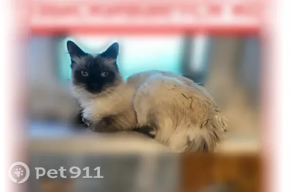 Пропала кошка, Зеленоград, Ровная, д. 9 — длинношерстная, с голубыми глазами - photo