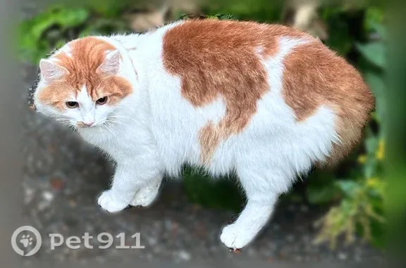 Найденные животные Уфа, фото: Найдена кошка, Ульяновых, Уфа — бело-рыжая красивая