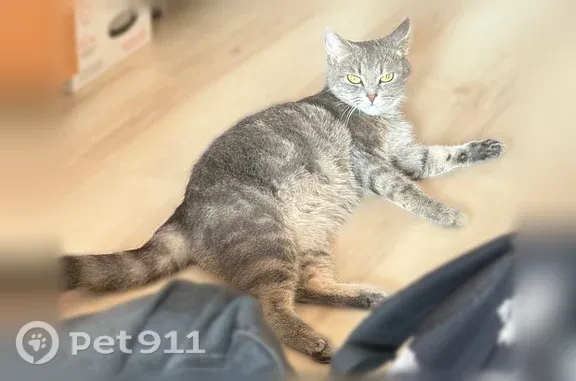 Найденные животные Ижевск, фото: Найдена кошка, Им Конструктора Калашникова М.Т., д. 6, Ижевск — к лотку приучена, сломан клык