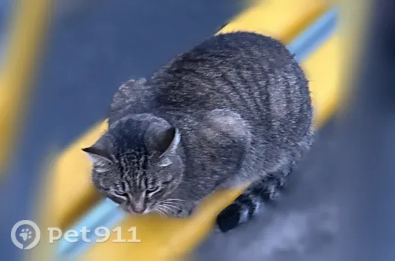 Найдена кошка, Чебоксары, фото: Найдена кошка, Мира, д. 36, Чебоксары — серого окраса, сидела на остановке ОЖДХ