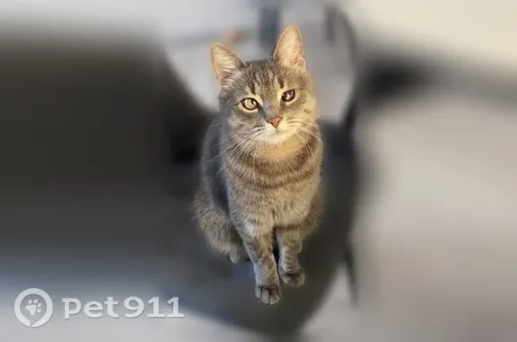 Пропала кошка, Поселок Дубовое, Юбилейная, д. 4, Дубовое — один глаз чёрный, не видит - photo