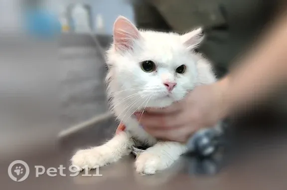 Объявления о пропавших и найденных животных, Киров, фото: Кошка ищет дом, Крупской, д. 5 2, Киров — пугливая, знает лоток