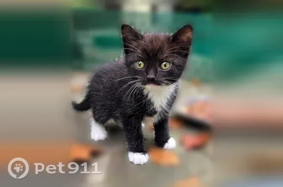 Пропала кошка, Москва, Сальвадора Альенде, д. 4 1 — чёрно-белый котёнок, мальчик, 3 месяца - photo