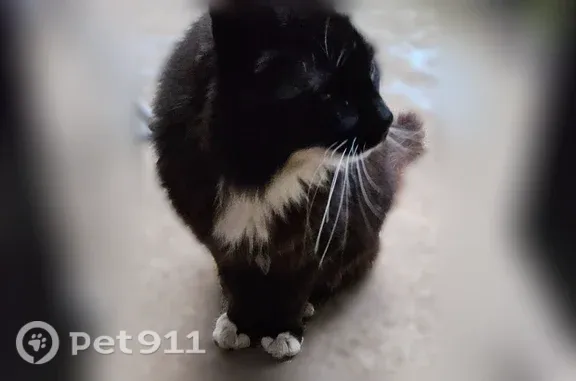Найдена кошка, Валдай, фото: Найдена кошка, Валдай, Колхозная, д. 31 — чёрная, с белыми лапками и горлышком, ласковая