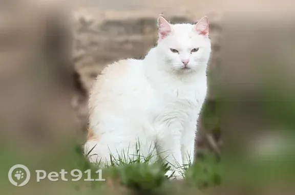 Пропала кошка, Село Лэзым, Центральная, Лэзым — белая с рыжими пятнышками, отзывается на кличку Масик - photo