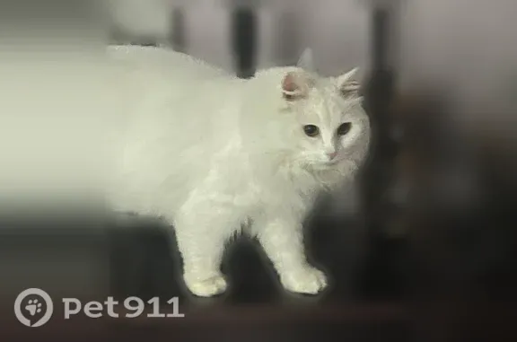 Пропала кошка, д. Нудоль, Клин — глухой белый кот - photo