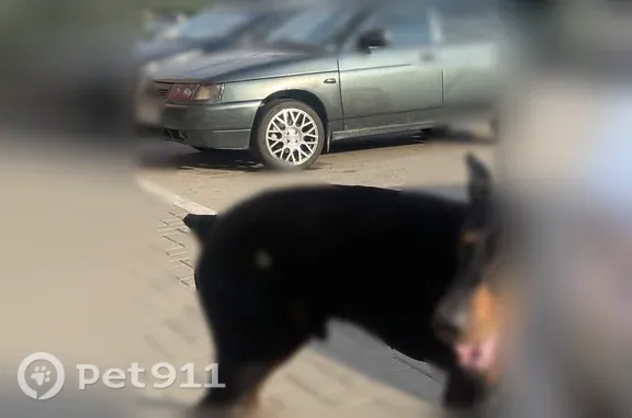 Найденные животные Дядьково, фото: Найдена собака, Село Дядьково, 2-й Бульварный, д. 1, Дядьково — черно-коричневый американский доберман