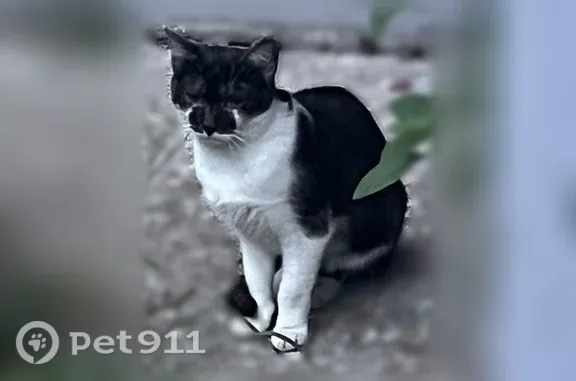 Найдена кошка, Пермь, фото: Найдена кошка, Пермь, Докучаева, д. 38 — живёт в подвале, не подходит