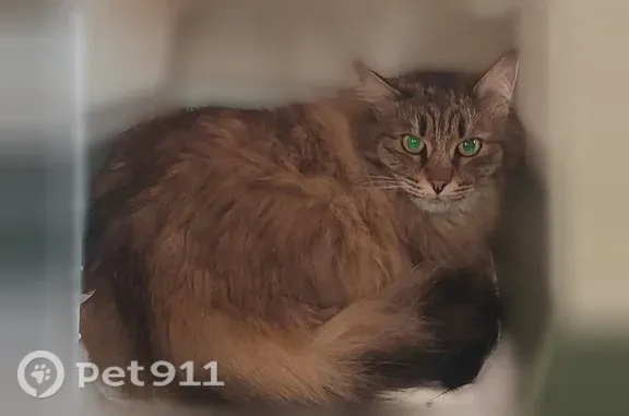 Пропала кошка, Люберцы, Урицкого, д. 5 — зелёные глаза, бежево-коричневая шерсть - photo