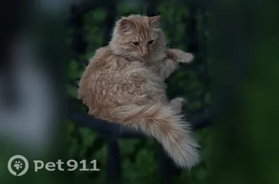 Пропала кошка, Мурино, Веселая, д. 10 — лезет обниматься и трётся об ноги - photo