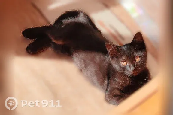Найдена кошка, Люберцы, фото: Найдена кошка, Побратимов, д. 16, Люберцы — чёрненький мальчик, 3–4 месяца