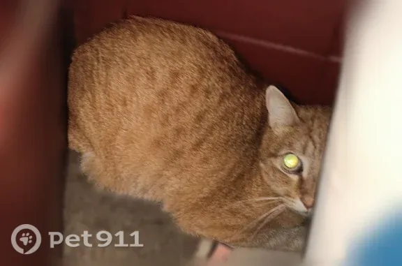 Найдена кошка, Москва, фото: Найдена кошка, Москва, Маршала Чуйкова, д. 9 к1 под5 — боится скрипа, запугана