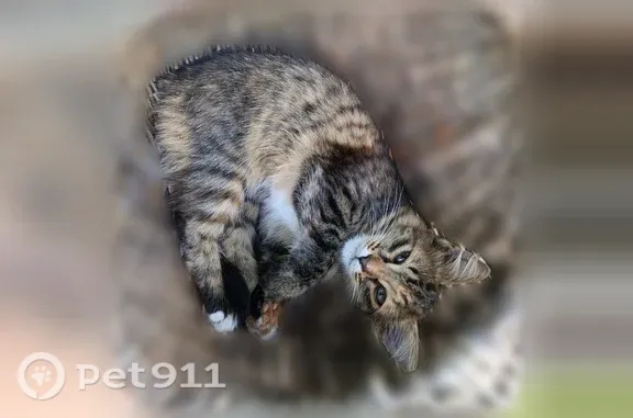 Пропала кошка, Район Автозаводский, Нижний Новгород — котёнок, мяучит - photo