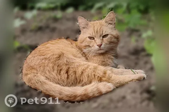 Пропала кошка, Иваново, Косякова, д. 7 — подволакивает заднюю левую лапу - photo