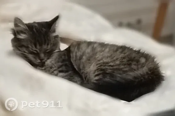 Найдена кошка, Москва, фото: Найдена кошка, Район Коптево (г Москва), 3-й Михалковский, д. 22 2, Москва — трёхцветная девочка в ошейнике