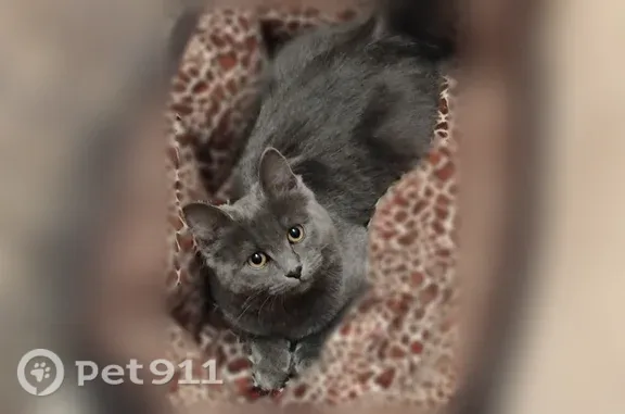 Найдена кошка, Тверь, фото: Найдена кошка, Тверь, Коминтерна, д. 47Б — молодая дымчатая кошечка, ласковая