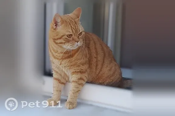 Пропала кошка, Ярославль, Стачек, д. 59 — крупный британец, рыжий окрас, на лбу буква М - photo