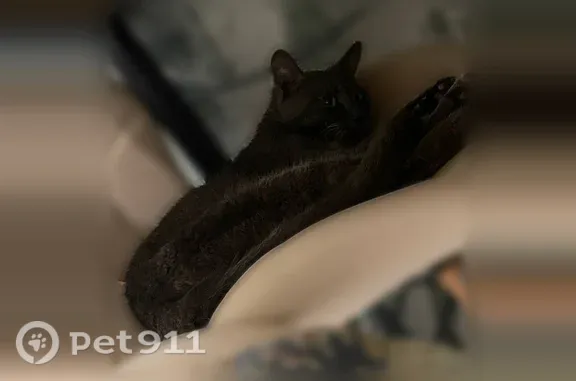 Найдена кошка, Краснодар, фото: Найдена кошка, Краснодар, Автолюбителей, д. 1/7 1 — домашняя, идёт к людям