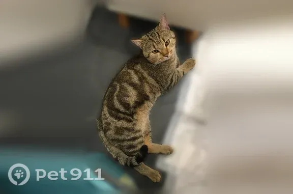 Найдена кошка, Москва, фото: Найдена кошка, Москва, Складочная, д. 1 19 — очень ласковая, серый табби