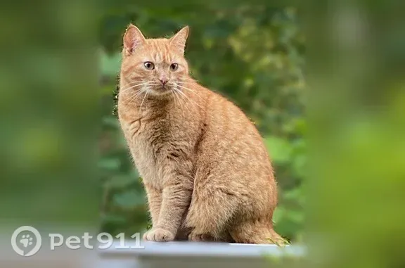 Найдена кошка, Токсово, фото: Найдена кошка, Городской поселок Токсово, Санаторная, д. 13А, Токсово — очень ласковая, кастрирована