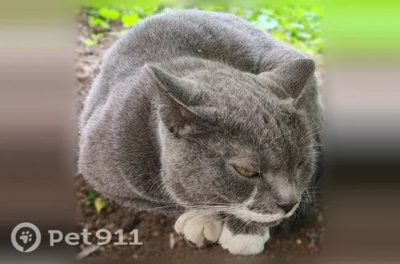 Найдена кошка, Томск, фото: Найдена кошка, Томск, Вершинина, д. 17А — ласковая, не пугливая
