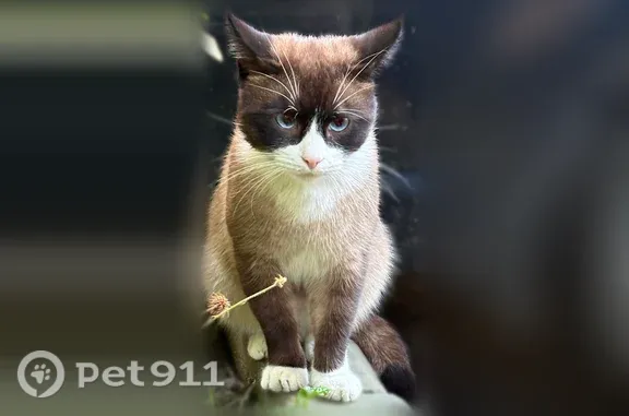 Найдена кошка, Санкт-Петербург, фото: Найдена кошка, Район Красносельский (г Санкт-Петербург), Петергофское, д. 5 1 литера Б, Санкт-Петербург — очень красивая, голубые глаза