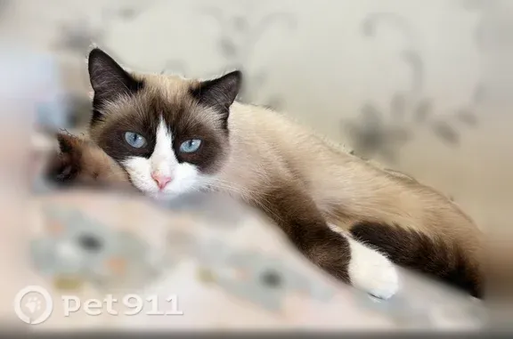 Пропала кошка, Тверь, Волоколамский, д. 12 — колор-пойнт, голубые глаза, пушистая - photo