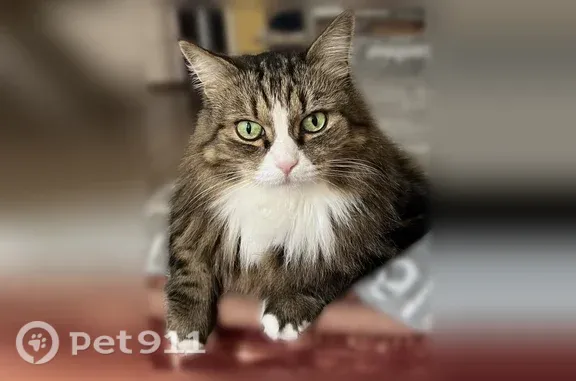 Пропала кошка, Оренбург, 20-я линия, Оренбург — пострижен, домашний кот - photo