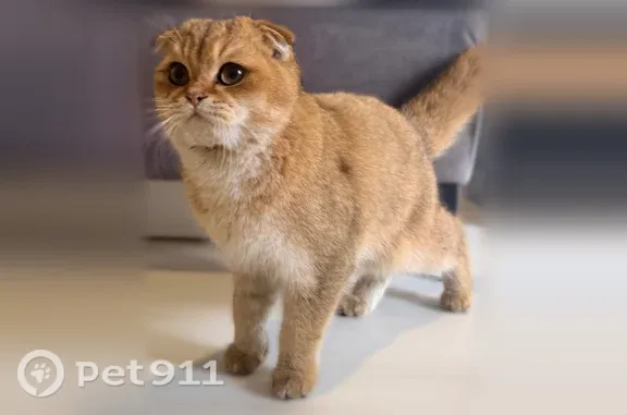 Найдена кошка, Домодедово, фото: Найдена кошка, Деревня Шахово (г Домодедово), Домодедово — шотландская вислоухая