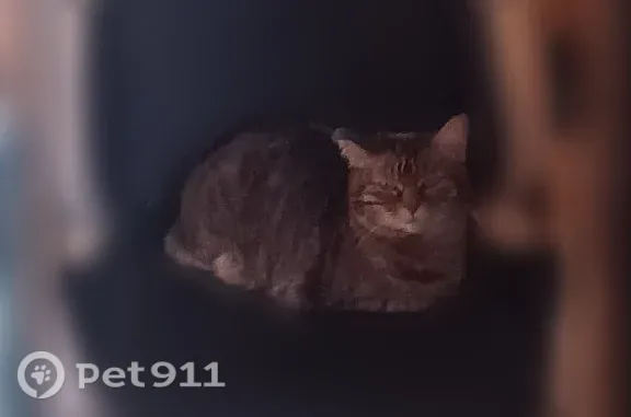Пропала кошка, Южная, д. 35, Ульяновск — у одного уха загнут кончик - photo
