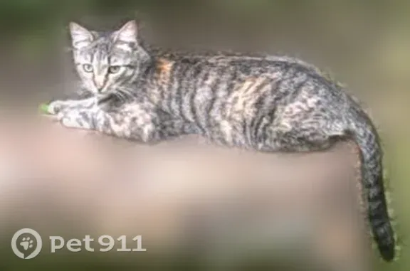 Пропала кошка, ул. Камская, д.8/90, Санкт-Петербург — серый окрас, вытянутая мордочка - photo