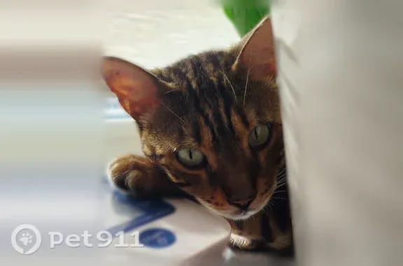 Пропала кошка, Деревня Хвойное — бенгальский кот Беня, 7 лет, порвано правое ухо - photo