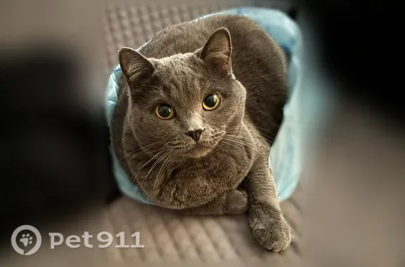 Пропала кошка, Богданович, Пионерская, д. 82 — серый кот на заправке Газпромнефть - photo