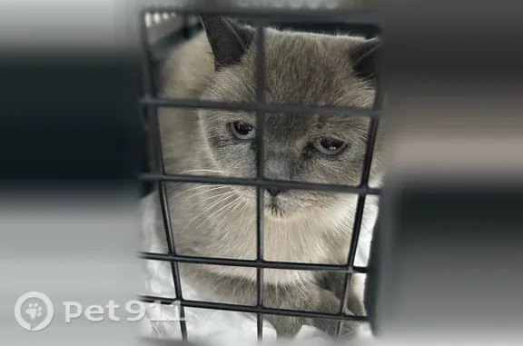 Найдена кошка, Москва, фото: Найдена кошка, Москва, Солнцевский, д. 1 — девочка 3–4 года, без чипа