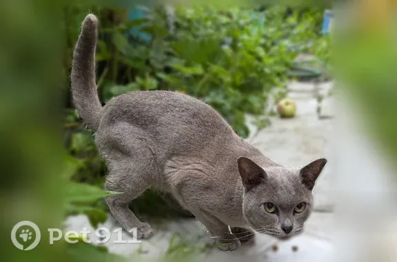 Найдена кошка, Район Ленинский (г Нижний Новгород), Нижний Новгород — молодая, плачет - photo