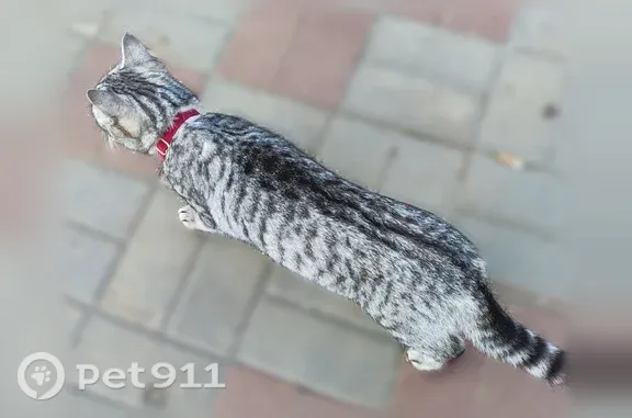 Найдена кошка, Киров, фото: Найдена кошка, Ленина, Киров — серая, с ошейником