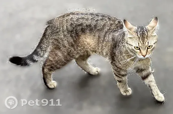 Найдена кошка, Казань, фото: Найдена кошка, Восход, д. 25а, Казань — очень ласковая и общительная