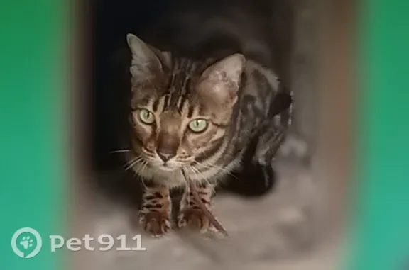 Найдена кошка, Тверь, фото: Найдена кошка, Гусева, д. 30, Тверь — бенгальский котик с коричневым ошейником