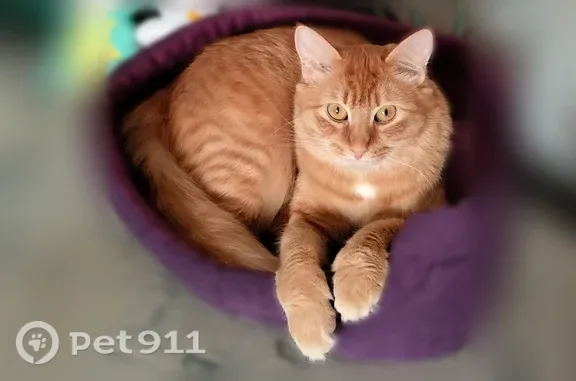 Кошки потеряшки, Дивеево, фото: Потеряшка кошка, Село Дивеево, Дивеево — рыжая в чёрном ошейнике