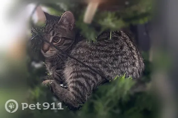 Кошки потеряшки, Ступино, фото: Потеряшка кошка, Территория СНТ Зенит (деревня Ольгино), Ступино — полосатая, хвост с чёрным кончиком