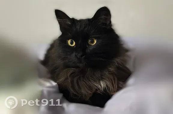 Найденные животные Зеленодольск, фото: Найдена кошка, Строителей, д. 32, Зеленодольск — чёрный окрас с белым пятнышком около шеи