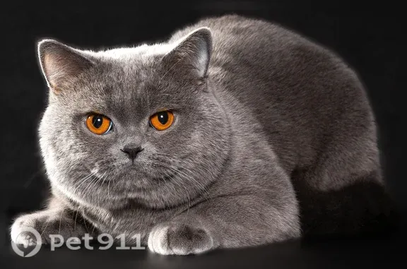 Пропала кошка, Район Чкаловский, Екатеринбург — серый крупный британский кот - photo